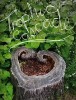 Trophic Cascade, 2018