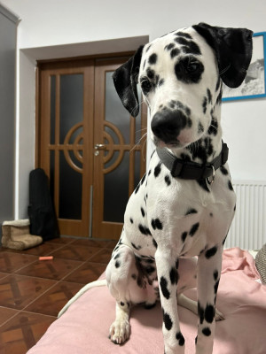 Băietel Dalmatian foto