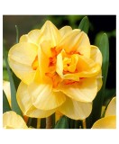 Narcise Tahiti 16/18 ,bulb, Oem