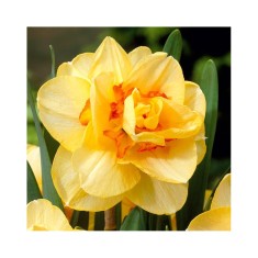 Narcise Tahiti 16/18 ,bulb