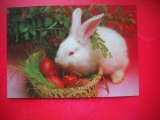 HOPCT 25214 IEPURAS - FELICITARE PASCALA / PASTE - - - NECIRCULATA
