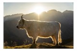 Tablou Canvas, "Yak &icirc;n lumina dimineții de munte", Yak, Siluetă, Munți, Apus, Lumină, Natură, Blană, Peisaj, Tranquilitate, 39 x 26 cm, CMCLASS