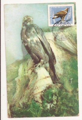 CA9 -Carte Postala- Acvila de munte ,circulata 1984 foto