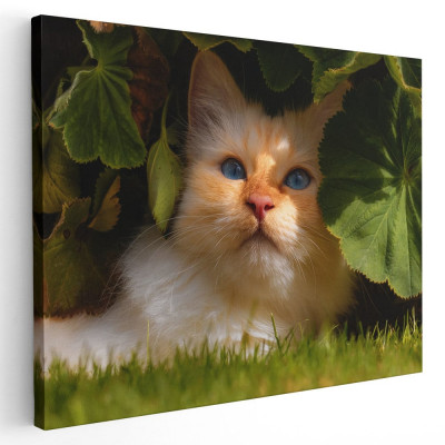 Tablou pisica crem printre frunze Tablou canvas pe panza CU RAMA 60x80 cm foto