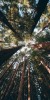 Husa Personalizata HUAWEI P Smart Forest 2