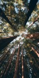 Husa Personalizata XIAOMI Pocophone F1 Forest 2