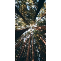 Husa Personalizata ALLVIEW P5 Life Forest 2