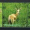 Turkmenistan 2009 Mi 270/72 strip MNH - Fauna