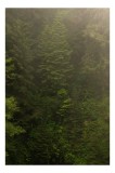 Tablou Canvas, "Pădurea ascunsă &icirc;n ceață verde.", Copaci, Cețoși, &Icirc;nverziți, Frunziș, Pădure, Natural, Misterios, &Icirc;nalt, Liniște, Vegetație, 26 x 39 c