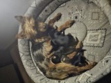 Yorkshire Terrier toy