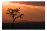 Tablou Canvas, "Un vultur la apus &icirc;n savană", Apus, Copac, Pasăre, Siluetă, Serengeti, Cer, Peisaj, Natură, Culoare, Lumină, 39 x 26 cm, CMCLASS