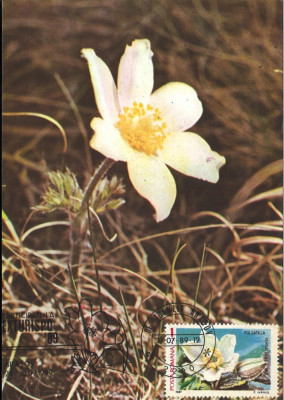 Romania, Pulsatilla vernalis, carte maxima foto