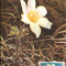 Romania, Pulsatilla vernalis, carte maxima