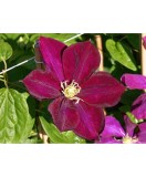 Clematis Monte Cassino, Ghiveci 1 litru, Oem