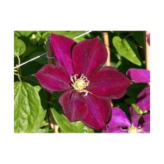 Clematis Monte Cassino, Ghiveci 1 litru