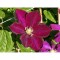 Clematis Monte Cassino, Ghiveci 1 litru