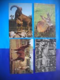 HOPCT LOT NR 465 CERVINE -FAUNA-4 CARTI POSTALE-CIRCULATE