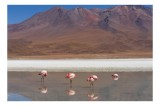Tablou Canvas, "Flamingo roz &icirc;ntr-un peisaj montan", Flamingo, Lac, Munți, Reflecție, Cer, Peisaj, Serenitate, Natură, 39 x 26 cm, CMCLASS