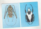 bnk cp Bucuresti - Muzeul Antipa - Insecte - necirculata