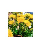 Freesia, Floare Dubla Yellow, Galben, 5/6, 1 Bulb, Oem