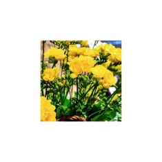 Freesia, Floare Dubla Yellow, Galben, 5/6, 1 Bulb