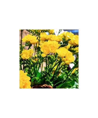 Freesia, Floare Dubla Yellow, Galben, 5/6, 1 Bulb foto