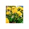Freesia, Floare Dubla Yellow, Galben, 5/6, 1 Bulb