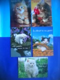 HOPCT LOT NR 1055 .PISICI --5 CARTI POSTALE-NECIRCULATE