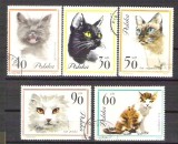 Poland 1964 Cats, used E.121