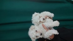 Vand catei Bichon frise