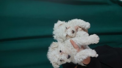 Vand catei Bichon frise foto