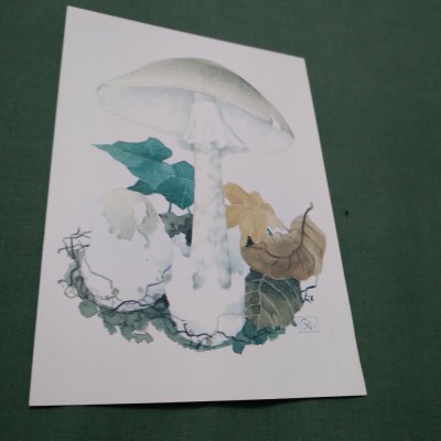 CARTE POSTALA TIRAJ LIMITAT CIUPERCI NECIRCULATA foto