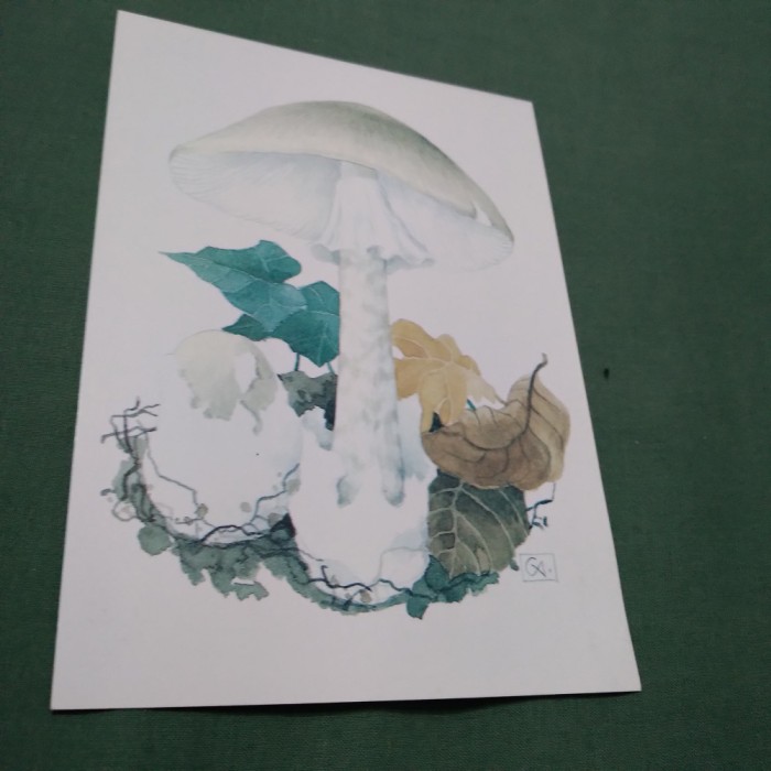 CARTE POSTALA TIRAJ LIMITAT CIUPERCI NECIRCULATA