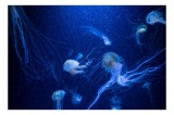 Tablou Canvas, "Misterul ad&acirc;ncurilor marine albastre", Meduze, Ocean, Albastru, Luminiscență, Tentacule, Subacvatic, Misterios, Grație, Natură, Dans.,
