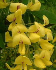 Salcam galben (Laburnum anagyroides) foto