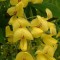 Salcam galben (Laburnum anagyroides)