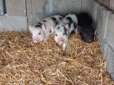 Vand 3 porci vietnamezi foto