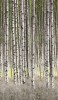 Tapet Decorativ Marburg Padure Gri Verde, Vinil Extralavabil, 159x270cm, Living, Birou, Vlies