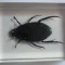 INSECTE REALE IN RASINA (N19) DIAGOSTINI