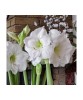 Amaryllis, Hippeastrum Mont Blanc, Alb, 30/32,1 bulb, Oem