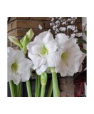 Cumpara ieftin Amaryllis, Hippeastrum Mont Blanc, Alb, 30/32,1 bulb, Oem
