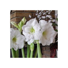 Amaryllis, Hippeastrum Mont Blanc, Alb, 30/32,1 bulb