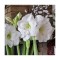 Amaryllis, Hippeastrum Mont Blanc, Alb, 30/32,1 bulb