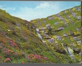 CPI B14169 CARTE POSTALA - MUNTII BUCEGI. VALEA JEPILOR, Necirculata, Fotografie