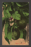 CPIB 20819 FELICITARE - ALLIGATOR PEARS, FLORIDA, S.H. KRESS &amp; Co, Necirculata, Printata