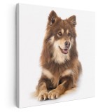 Tablou caine rasa Lapphund finlandez Tablou canvas pe panza CU RAMA 100x100 cm