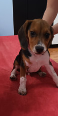 Pui Beagle 4 luni foto