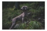 Tablou Canvas, "C&acirc;inele &icirc;n pădurea &icirc;ntunecată", Majestic, Vigilant, Canine, Forest, Graceful, Alert, Stature, Nature, 39 x 26 cm, CMCLASS