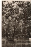 CPIB 22612 - CARITE POSTAL - BOTOSAN. VEDERE DIN PARCUL EMINESCU, NECIRCULATA