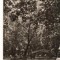 CPIB 22612 - CARITE POSTAL - BOTOSAN. VEDERE DIN PARCUL EMINESCU, NECIRCULATA